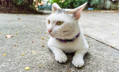 Close-up of cat lying on street