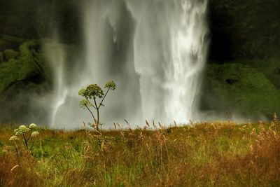 Scenic view of waterfall