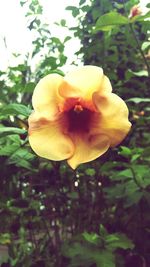 Close-up of yellow flower blooming outdoors