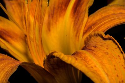 Close-up of day lily