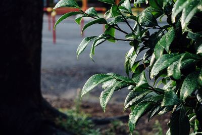 Close-up of fresh green plant