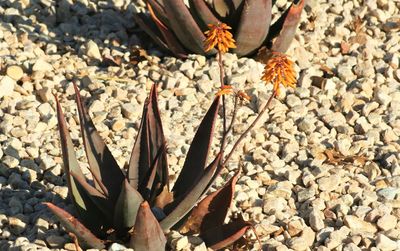 Close-up of flowers on pebbles