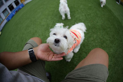 High angle view of dog with hand on grass