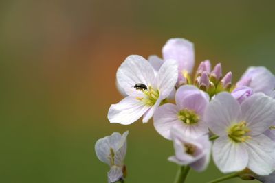 Close-up of bumblebee on white flower