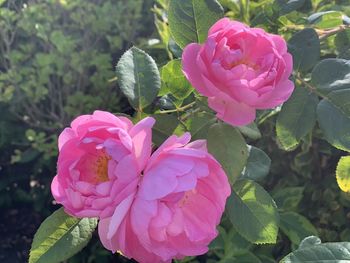 Close-up of pink rose