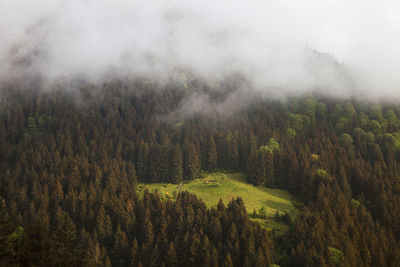 Scenic view of forest against sky