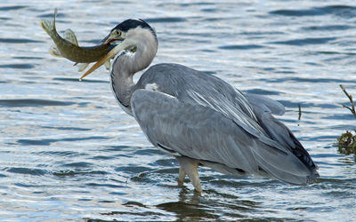 Close-up of bird in sea