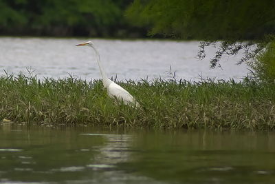 High angle view of gray heron on lake
