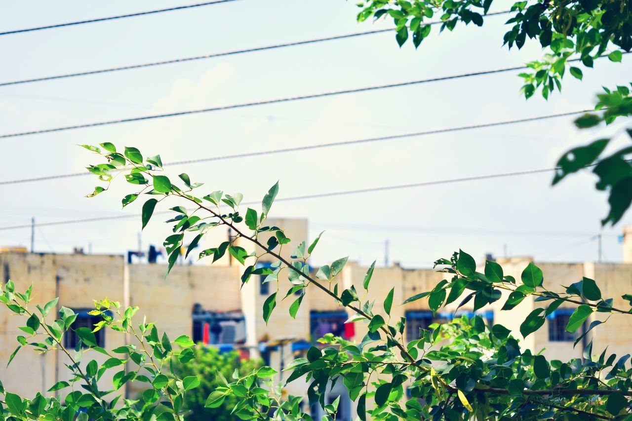 plant, growth, architecture, built structure, leaf, building exterior, low angle view, power line, clear sky, cable, green color, house, wall - building feature, sky, day, nature, tree, outdoors, no people, growing