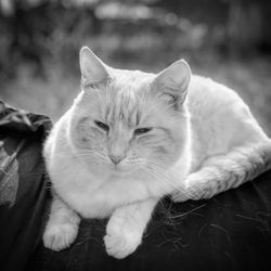 Close-up portrait of cat resting on floor