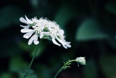 Close-up of white flowering plant
