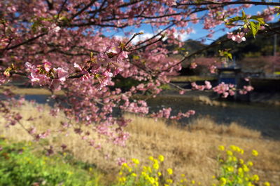 Pink flowers blooming on tree