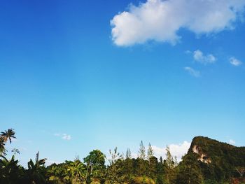 Low angle view of trees against blue sky