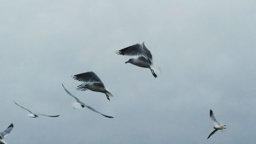 Low angle view of birds flying in sky