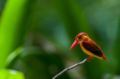 Close-up of a bird perching on branch