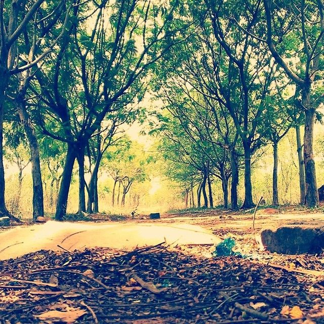 tree, tranquility, tree trunk, nature, tranquil scene, sunlight, branch, autumn, beauty in nature, road, leaf, scenics, the way forward, growth, transportation, sunset, season, street, outdoors, bare tree