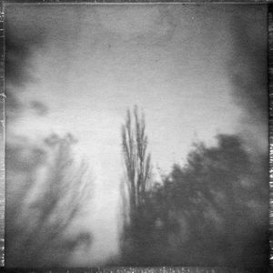 Low angle view of trees against sky