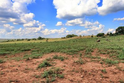 Scenic view of field against sky