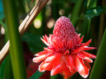 Close-up of red flower