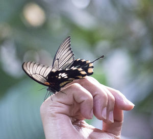 Close-up of butterfly on hand