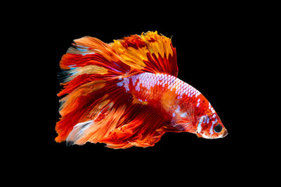 Close-up of orange fish swimming in sea