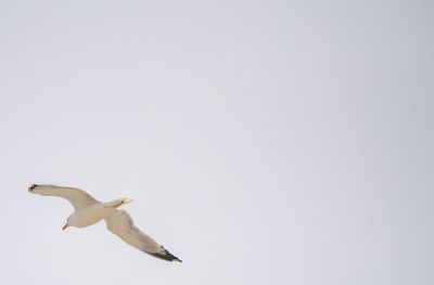 Low angle view of seagull flying in the sky