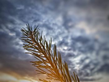 Low angle view of crops against sky