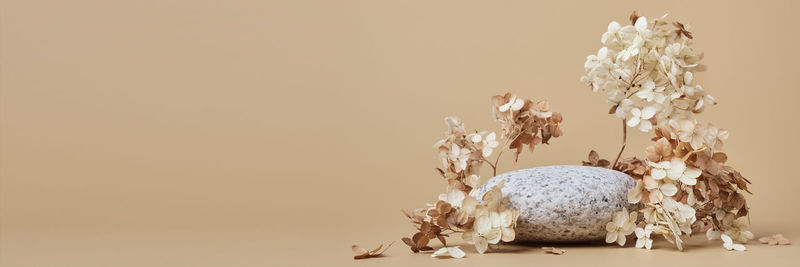 Close-up of white animal on table against wall