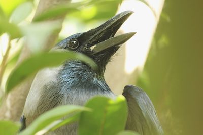 Close-up of bird perching on tree