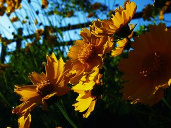 Close-up of yellow flowering plant