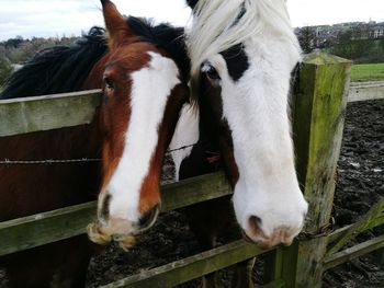 Close-up of horse against sky