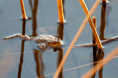 Close-up of crab on lake