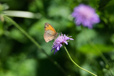 Close-up of butterfly on purple flower