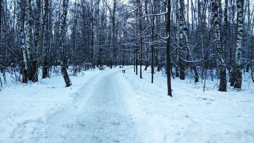 Snow covered trees in forest