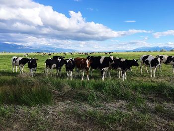 Cows grazing on field against sky