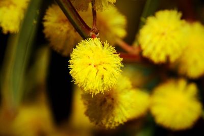 Close-up of yellow flower