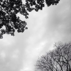 Low angle view of bare tree against sky