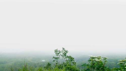 Trees on landscape against sky