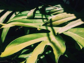 Close-up of leaves