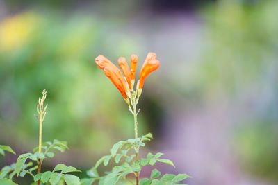 Close-up of orange flowering plant