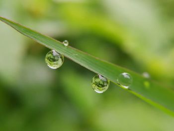 Close-up of water drops on plant