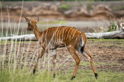 Antelope seen through grass at safari park