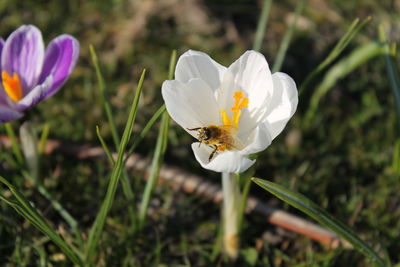 High angle view of bee on white crocus flower