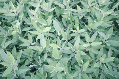 Full frame shot of plants