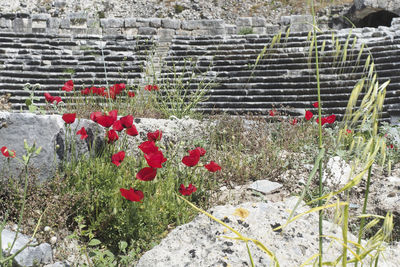 Close-up of red flowering plant against wall