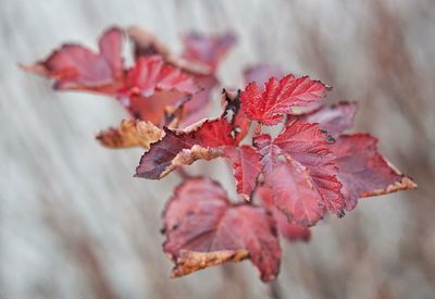 Close-up of wilted plant during autumn