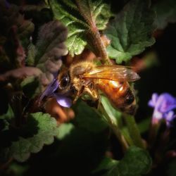 Close-up of insect on flower