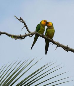 Low angle view of birds perching on branch