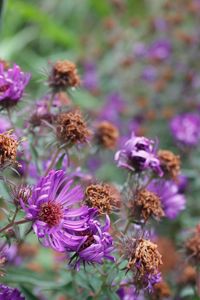 Close-up of pink flowering plants