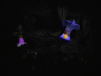 Close-up of purple flower